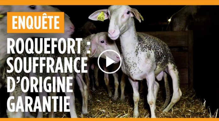 agneaux elevage maltraitance