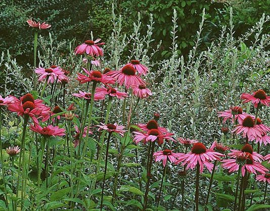 plantes défenses immunitaires
