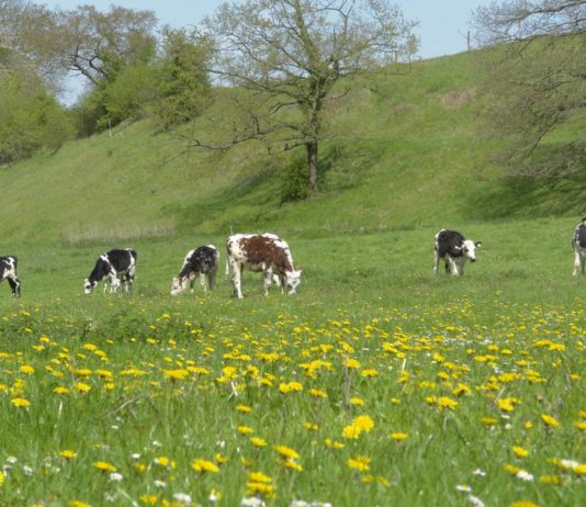 Moins de viande, moins de réchauffement climatique prairies elevage