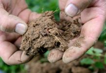 ver terre pesticide