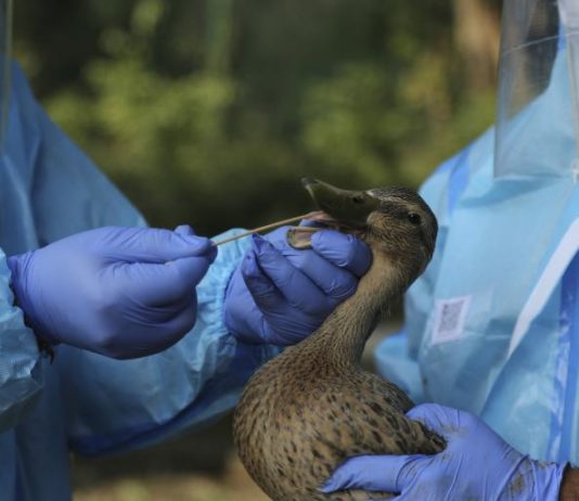 virus grippe aviaire