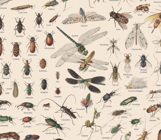 insectes pollinisateurs