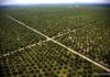 deforestation