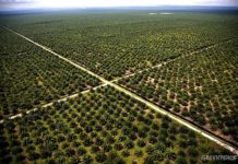 Consommation et déforestation deforestation