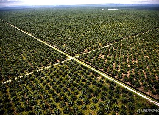Consommation et déforestation deforestation