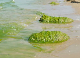 Algues vertes, l’échec