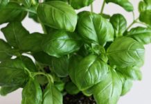 basilic
