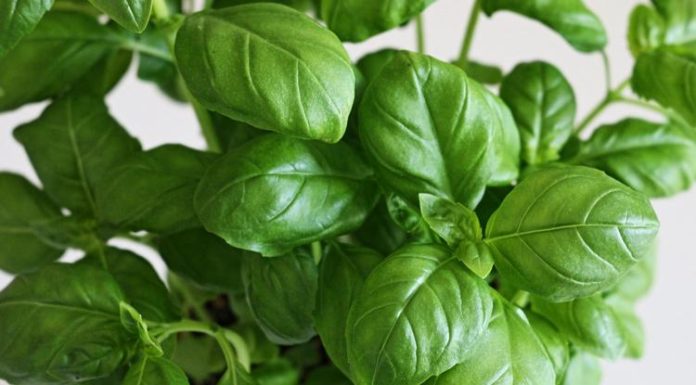 basilic