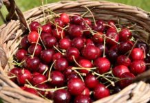 fruits cerises