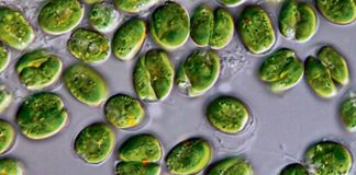micro-algues