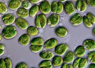 Les micro-algues toxiques, un souci à surveiller micro-algues