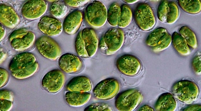 Les micro-algues toxiques, un souci à surveiller micro-algues