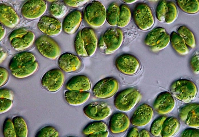micro-algues