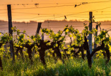 Les viticulteurs face au réchauffement vignes rechauffement