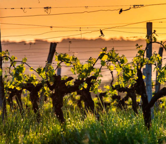 vignes rechauffement