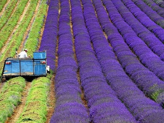 La lavande française menacée par Bruxelles lavande