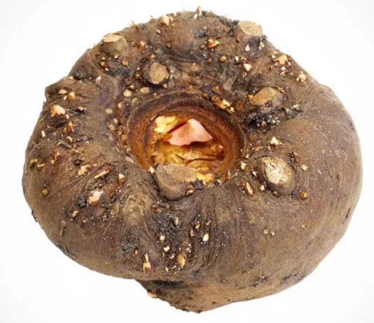 Le konjac, rhyzome coupe-faim konjac