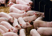 Détection d’un virus de grippe A d’origine porcine porc