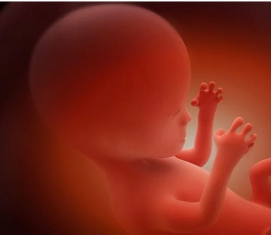 perturbateur endocrinien