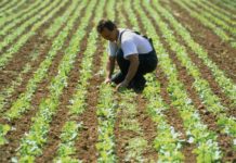 L’Europe mise sur l’agriculture bio et durable agriculture durable bio