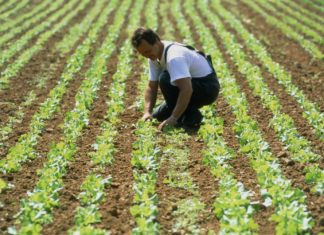 L’Europe mise sur l’agriculture bio et durable agriculture durable bio