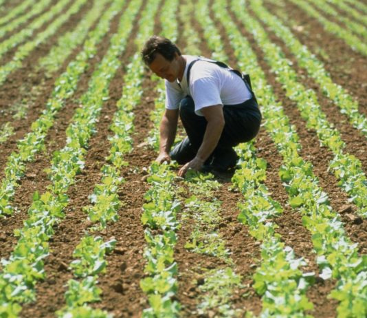 L’Europe mise sur l’agriculture bio et durable agriculture durable bio