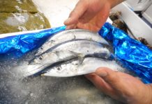 poissons apports nutritifs