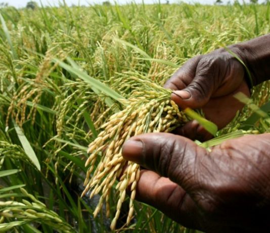 Le riz, l’arsenic et la cuisson riz arsenic