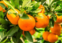 oranges