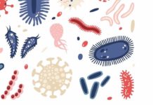 Probiotiques, prébiotiques et postbiotiques postbiotiques