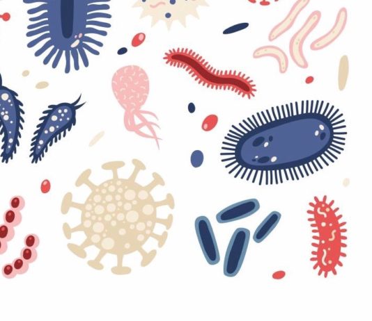 Probiotiques, prébiotiques et postbiotiques postbiotiques