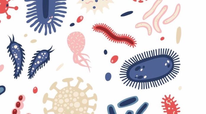 Probiotiques, prébiotiques et postbiotiques postbiotiques