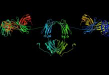 Allergies, traitement ARN à l’étude allergies ARN