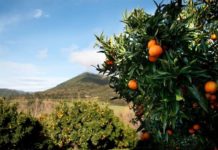 clementine de Corse