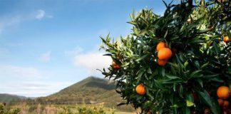 clementine de Corse