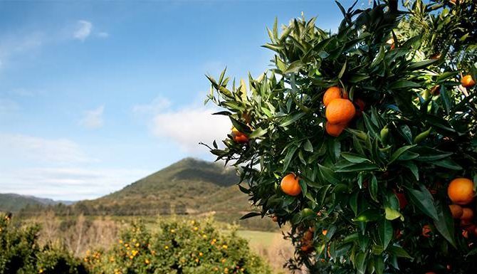 La clémentine de Corse s’adapte au réchauffement clementine de Corse