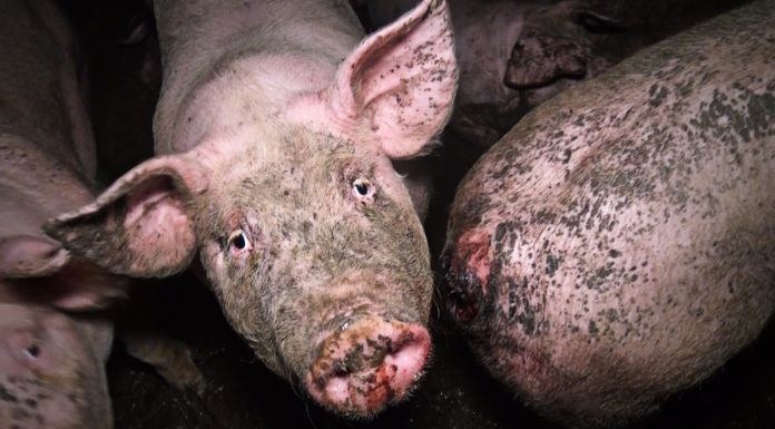 cochons elevage