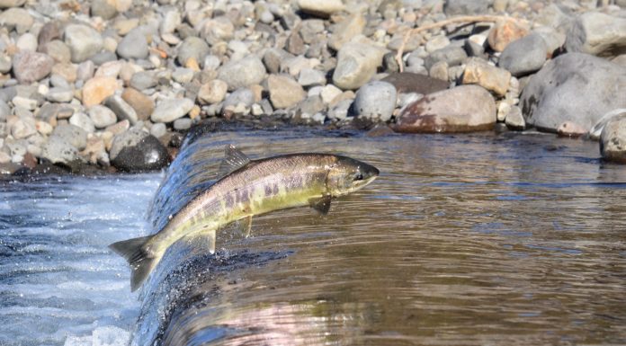 poisson migrateur