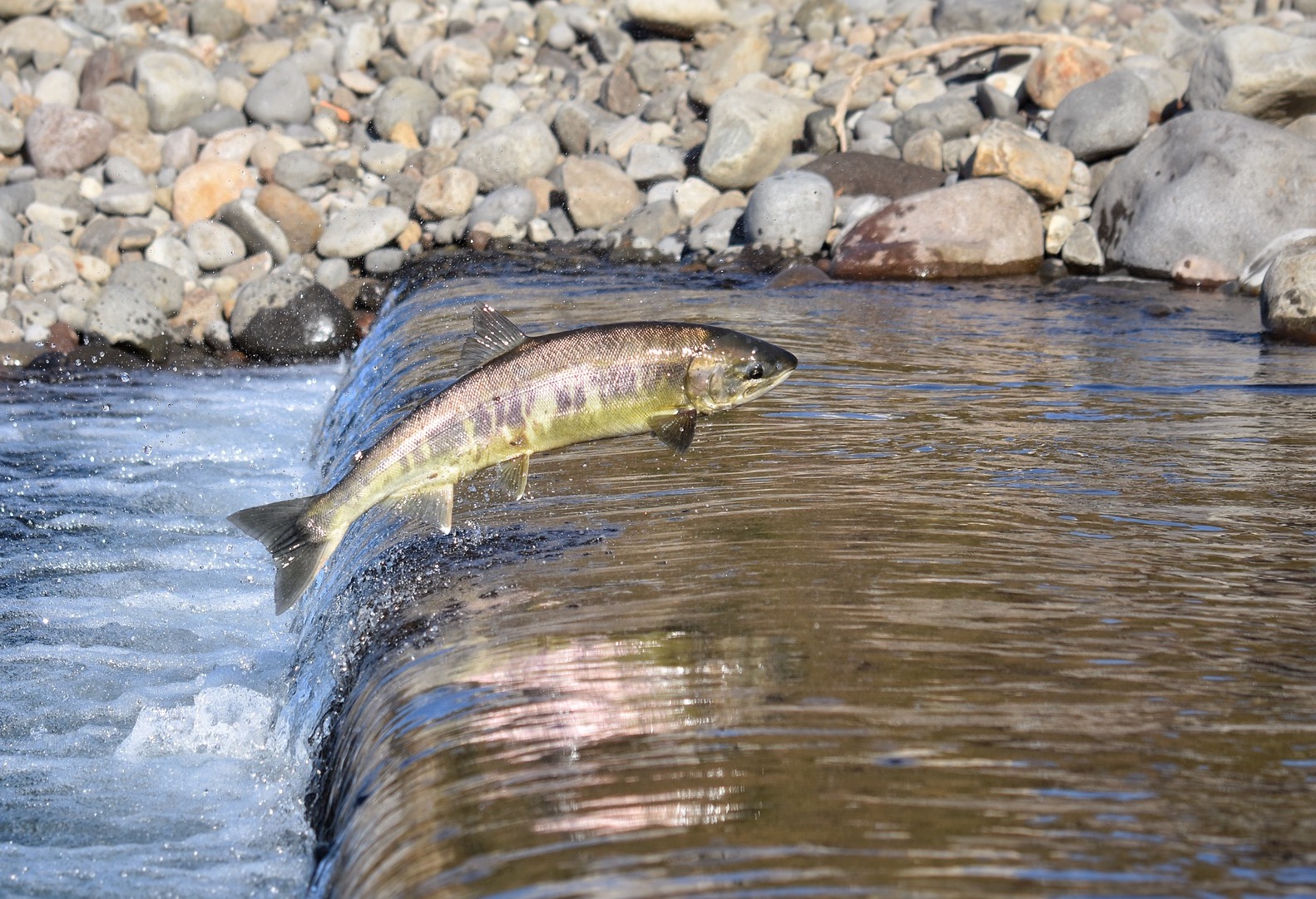 Le saumon, un poisson en danger