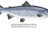 saumon d'Atlantique