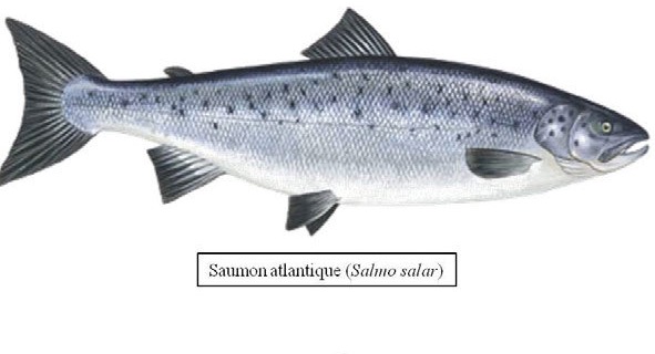 saumon d'Atlantique