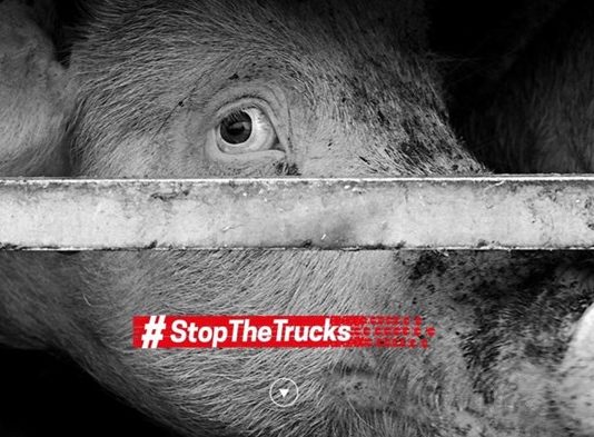 Protection animale, les ONG en travers du transport protection animale