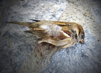 pesticides abeilles biodiversite