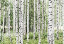 Les qualités de la sève de bouleau bouleau