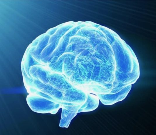 De quoi se nourrit le cerveau cerveau