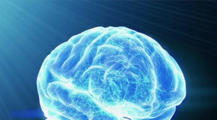 cerveau