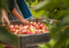 pesticides pommes
