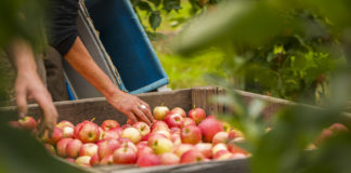 pesticides pommes