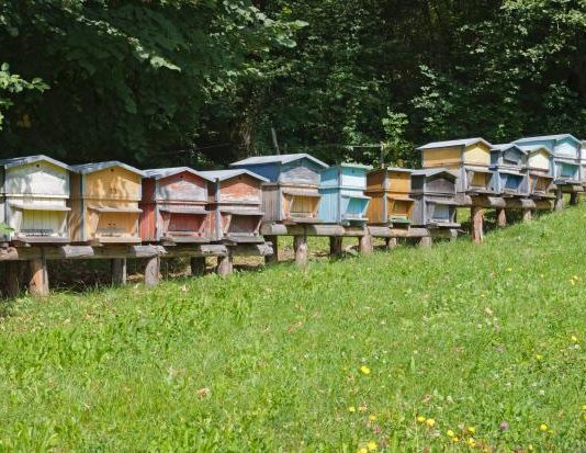 Le miel bio, une démarche pour l’environnement miel bio