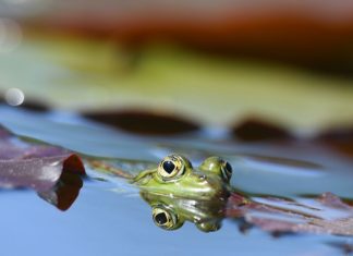 Les pesticides, un fort impact sur la biodiversité biodiversité